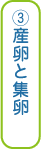 ③産卵と集卵